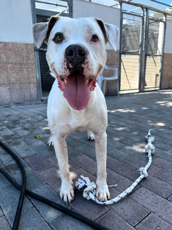 MAMBO BELLISSIMO PIT Foto 3